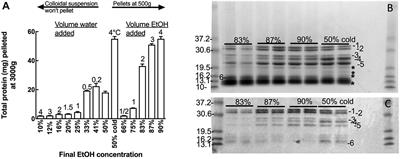 Preparation and Characterization of Avenin-Enriched Oat Protein by Chill Precipitation for Feeding Trials in Celiac Disease